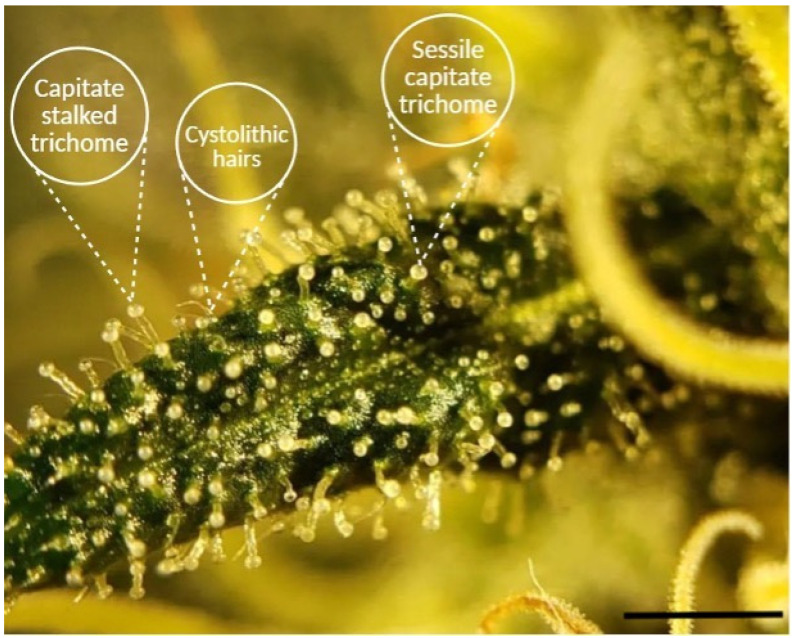 Zoomed image of a fresh Cannabis sativa sugar leaf surface showing capitate-stalked, sessile capitate, and cystolithic hairs, each indicated by labels and arrows created using BioRender (https://BioRender.com, accessed 10 April 2025). Original image courtesy of the authors. The scale bar represents 5 mm.
