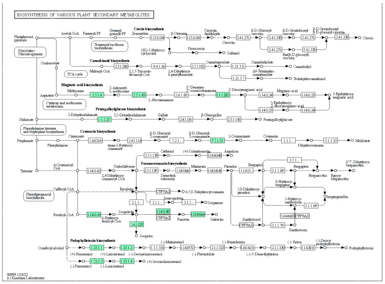 Pathway of secondary metabolism in the biosynthesis of cannabinoids and terpenes in C. sativa [63]. Enzymes related to functional annotation are illustrated in green.