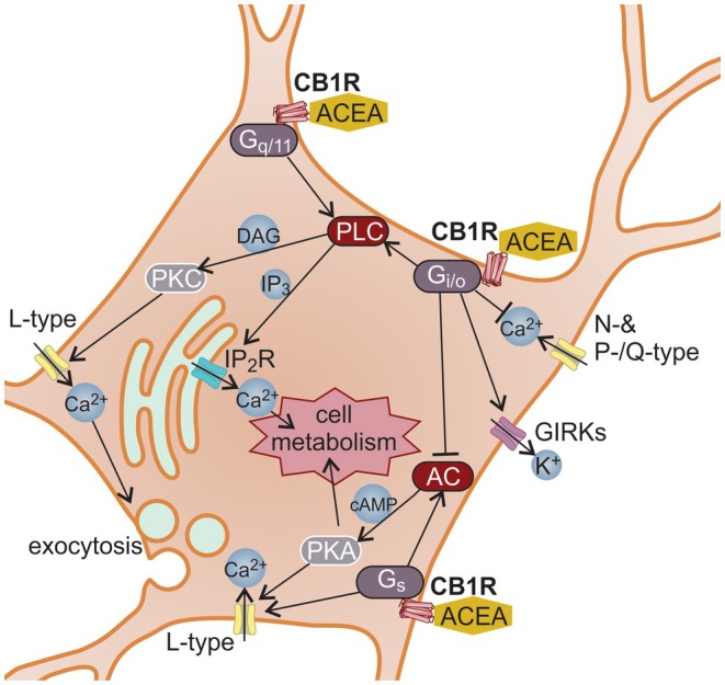 Metabolic pathways activated via G‐protein‐coupled CB1R (ACEA agonist). Flat‐headed arrows indicate inhibition of signaling pathways, while pointed arrows represent stimulation and the direction of signal transduction. AC, adenylyl cyclase; PKA, protein kinase A; PKC, protein kinase C; PLC, phospholipase C.