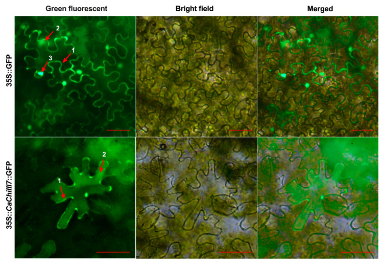 Protein localization assay of CaChiIII7. Transcript of CaChiIII7 fused with green fluorescence protein (GFP) via Agrobacterium-mediated transient expression in Nicotiana benthamiana epidermal cells. The GFP signals were visualized using a fluorescent confocal microscope (Olympus BX63) with an emission 509 nm and 488 nm excitation wavelengths (Olympus, Tokyo, Japan) after 48 h of agroinfiltration. The numbers 1, 2, and 3 represent the cell membrane, cytoplasm, and nucleus, respectively, and the red line at the bottom right corner of each picture equals 50 μm.