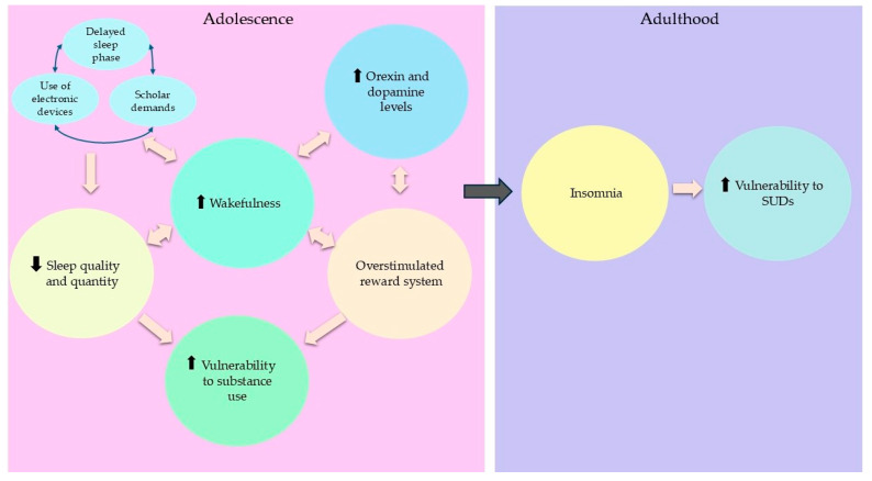 Various factors, such as a delayed sleep phase, social jet lag, school schedules, and the use of electronic devices, alter sleep habits during adolescence, reducing sleep duration and quality. This, in turn, leads to increased periods of wakefulness, which elevates the release of orexin and dopamine in the brain, overstimulating the reward system and making adolescents more vulnerable to substance use. If these factors are perpetuated in an adolescent, insomnia appears during adulthood and SUD vulnerability increases.