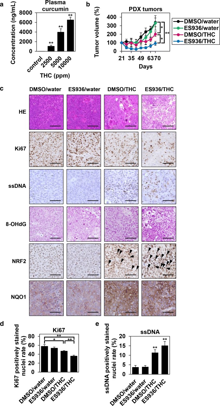 Antitumor effect of Theracurmin® and NQO1 inhibitor against ESCC PDX tumors. a Plasma concentration of curcumin after ingesting Theracurmin® (THC)-containing water: C57BL/6 mice received water-containing 2500, 5000, or 10000 ppm THC for 2 days. Plasma concentration of curcumin was measured (**P < 0.01, vs control; n = 5). b PDX tumor growth: Growth kinetics of subcutaneous ESCC PDX tumors treated with or without THC and/or NQO1 inhibitor (*P < 0.05, **P < 0.01, vs DMSO/water or DMSO/THC; n = 5). c Hematoxylin and eosin (HE) and immunohistochemical staining: HE and immunohistochemical staining for Ki67, ssDNA, 8-OHdG, NRF2, and NQO1 in ESCC PDX tumors treated with or without THC and/or NQO1 inhibitor. Scale bar = 100 μm (HE, Ki67, and 8-OHdG) and 50 μm (ssDNA, NRF2, and NQO1). Arrowheads indicate nuclear NRF2-positive cells. d Ki67 positively stained nuclei rate: Ki67 positively stained nuclei rate were counted in 6 random fields (*P < 0.05, **P < 0.01, vs DMSO/water or DMSO/THC). e ssDNA positively stained nuclei rate: ssDNA positively stained nuclei rate were counted in 6 random fields (*P < 0.05, **P < 0.01, vs DMSO/water)