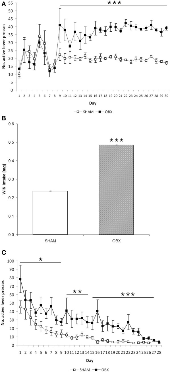Cannabinoid self-administration training in OBX and SHAM rats. Data are shown as means (±s.e.m.). (A) Acquisition phase: mean active lever presses in SHAM (n = 6) and OBX (n = 7) Lister Hooded rats during WIN55,212-2 self-administration. ***α < 0.001, repeated measures ANOVA. (B) Maintenance phase: mean WIN intake over the last seven training sessions in SHAM (n = 6) and OBX (n = 7) Lister Hooded rats during WIN self-administration. ***α < 0.001, repeated measures ANOVA. (C) Extinction phase: mean active lever presses in SHAM (n = 6) and OBX (n = 7) Lister Hooded rats during extinction of WIN self-administration. *α < 0.05, **α < 0.01, and ***α < 0.001, repeated measures ANOVA.