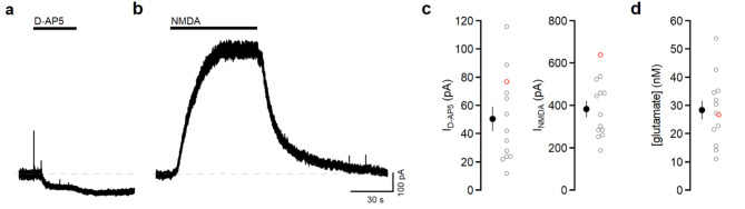 L2/3 pyramidal neuron NMDARs report nanomolar extracellular glutamate. (a) Voltage-clamp recording from a L2/3 pyramidal neuron at +30 mV. D-AP5 (50 µM) reduced the outward holding current. Dashed line denotes baseline. (b) In the same cell, subsequent application of NMDA (5 µM) elicited an outward current. (c) Summary of the currents blocked by D-AP5 and evoked by NMDA (n = 13 cells from 10 mice). (d) For each cell, the glutamate concentration was derived by normalizing the current blocked by DAP5 to the current generated by NMDA (28.3 ± 0.3 nM, n = 13). The red open symbols correspond to the example traces shown in (a) and (b). In these and all subsequent summary graphs, open symbols denote individual data points and closed symbols represent mean ± s.e.m.