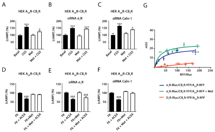 σ1R involvement in methamphetamine effects on A2A–CB1Hets. HEK-293T cells were co-transfected with cDNAs coding for A2AR (0.5 μg) and for CB1R (0.6 μg) (A–F). When indicated, σ1R (B,E) or calneuron-1 (Caln-1) (C,F) were silenced using 3 μg specific siRNA. Cells were pretreated with 1 μM methamphetamine (Met, white bars) or vehicle (black bars) for 30 min. GPCRs were activated either using 100 nM of the A2AR agonist, CGS 21680 in naïve cells (CGS, (A–C)) or 200 nM of the CB1R agonist, ACEA, in cells treated with 0.5 μM of forskolin (FK) (D–F). Then, cAMP levels (A–F) were determined and expressed as a percentage over basal (A2AR) or forskolin (CB1R). Values are the mean ± SEM of five different experiments performed in triplicates. One-way ANOVA followed by Bonferroni multiple comparison post hoc test showed significant effects (* p < 0.05, *** p < 0.001 vs. basal condition or ### p < 0.001 vs. FK condition). In (G), SRET experiments were performed in HEK-293T cells transfected with constant amounts of cDNAs for σ1R-Rluc (0.5 μg) or D1R-Rluc (0.33 μg) and for CB1R-YFP (1 μg) and increasing amounts of cDNA for A2AR-RFP (0.25 μg to 2.5 μg). Results were grouped by amount of SRET acceptor.