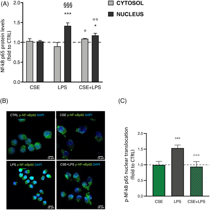 (A) Cytosol and nucleus dosage of total NF‐κb p65 protein levels by ELISA assay following treatment with CSE and LPS stimulation for 60 min. Each column represents mean ± SEM. Data were analyzed by one‐way analysis of variance followed by Tukey: ***p < .001 versus CTRL group; °p < .05, °°p < .01, °°°p < .001 versus LPS; §§§ p < .001 versus LPS cytosol (n = 6). (B) Immunostaining of NF‐κB phospho‐p65 (Ser536) nuclear translocation (green) in BV‐2 cells untreated (CTRL) or CSE‐treated (1 μg/ml), and after LPS (250 ng/ml) exposure for 60 min (CSE + LPS). (C) Histogram depicts immunofluorescence signal quantification by ImageJ. The dashed line represents the CTRL value set at 1. One‐way analysis of variance followed by Tukey: ***p < .001 versus CTRL group, °°°p < .001 versus LPS (n = 3). CSE, Cannabis sativa extract; LPS, lipopolysaccharide; SEM, standard error of the mean