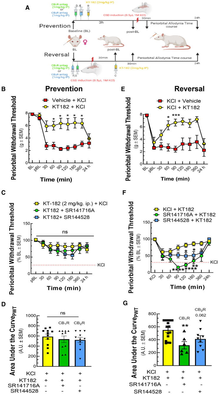 ABHD6 inhibition prevented and reversed periorbital allodynia in a variable CBR dependent manner. Female Sprague Dawley rats were utilized for behavior assays 7 days after implantation of dural canula. The animals were injected with cortical KCl (0.5 µl, 1M) in combination with KT182 (2 mg/kg, ip), an ABHD6 inhibitor or vehicle in prevention and reversal treatment paradigms. In the prevention paradigm, KT-182 was injected 3 h before the application of KCl. In the reversal paradigm, KT-182 was applied 30 min after cortical injection of KCl. In a separate set of experiment, CB1R and CB2R antagonist SR141716 (1 mg/kg, IP) or SR144528 (1 mg/kg, IP), respectively were administered 10 min before the injection of KT-182. Facial sensitivity was measured at baseline (BL), post-baseline (pBL), 30, 60, 90, 120, 180, 360 min, and 24 h after CSD induction by calibrated von Frey filaments. (A) Schema of the experimental timeline. (B) Injection of KT-182 significantly prevented CSD-induced periorbital allodynia at different time-points as compared to vehicle controls (two-way ANOVA (time × treatment) F(8,135) = 5.838, Bonferroni post-test: 30 min: p = 0.081; 60 min: p = 0.026, 90 min: p = 0.013; 120 min: p = 0.033, 180 min: p = 0.018, 360 min: p = 0.027) (C) Neither SR144528 nor SR141716 significantly blocked this effect. (D) AUC analysis of treatment groups confirmed no loss of effect with SR141716 or SR144528. (E) Injection of KT182 in the reversal treatment paradigm alleviated periorbital allodynia caused by cortical KCl at 60 and 90 min (two-way ANOVA (time × treatment) F(8,120) = 4.032, Bonferroni post-test: 60 min: p = 0.014, 90 min: p = 0.0003, 120 min: p = 0.079, 180 min: p = 0.16, 360 min: p = 0.12) (F) ABHD6 reversal of CSD periorbital allodynia was blocked by SR144528 and SR141716 within the 90-180 min (two-way ANOVA (time × treatment) F(14,186) = 4.083, Bonferroni post-test: KCl + KT-182 vs. KCl + KT-182+ SR141716: 90 min: p < 0.0001, 120 min: p < 0.0001, 180 min p = 0.0018; KCl + KT-182 vs. KCl + KT-182 + SR144528: 90 min: p = 0.1017, 120 min: p = 0.0359, 180 min: p = 0.044. (G) AUC analysis of treatment groups was significantly decreased for the SR141716 group, indicating CB1R dependence [KCl + KT-182 vs. KCl + KT-182+ SR141716: p = 0.0048, one-way ANOVA, F(2,27) = 6.328, Dunnett]. Values are the mean ± SEM (n = 9/condition). ns = non-significant, *p < 0.05, **p < 0.01.