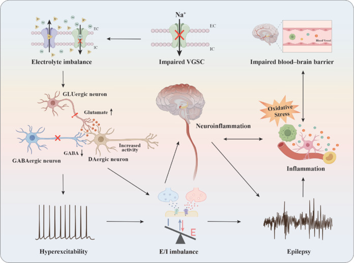 The mechanism linking sodium channel dysfunction to epilepsy.Damage to VGSCs results in electrolyte imbalances that disrupt neuronal homeostasis. This disruption leads to increased glutamate release and decreased GABA activity, which in turn causes neuronal hyperexcitability and disturbs the balance between excitatory (E) and inhibitory (I) signals, ultimately resulting in neuroinflammation. Furthermore, oxidative stress exacerbates this situation by damaging the blood‒brain barrier and promoting inflammation, which can ultimately trigger epileptic seizures. DAergic: Dopaminergic; EC: extracellular; GABA: gamma-aminobutyric acid; GLUergic: glutamatergic; IC: intracellar; VGSC: voltage-gated sodium channel.