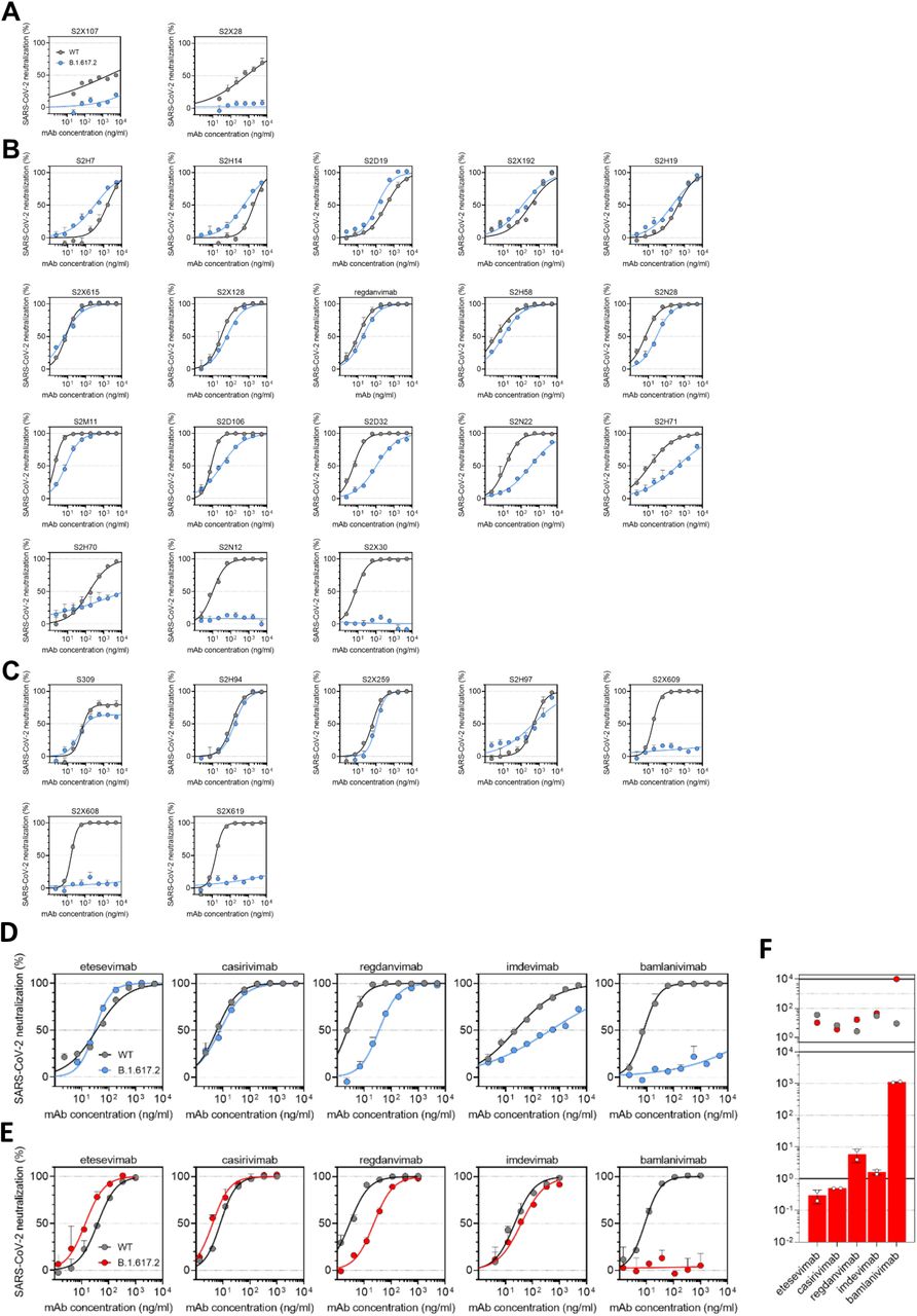 Neutralisation by a panel of NTD- and RBD-specific mAbs against WT and B.1.617.2 mutant SARS-CoV-2 pseudotyped viruses.a-c, Neutralisation of WT (Wuhan-1 D614, black) and B.1.617.2 mutant (blue) pseudotyped SARS-CoV-2-VSV by 27 mAbs targeting NTD (A, n=3), RBM (B, n=18) and non-RBM (C, n=7). Shown is one representative experiment out of 2 independent experiments. d-e, Neutralisation of WT D614 (black) and B.1.617.2 mutant (blue/red) pseudotyped SARS-CoV-2-VSV by 5 clinical-stage mAbs using Vero E6 cells expressing TMPRSS2 (d) or not (e). Shown is one representative experiment out of 2 independent experiments. f, Neutralisation shown as mean IC50 values (upper panel) and average fold change of B.1.617.2 relative to WT (lower panel) of 5 clinical mAbs tested in 2 independent experiments using Vero E6 cells not expressing TMPRSS2 (related to panel e).