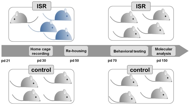Experimental design. Female Wistar rats (light gray) were either reared with same-strain partners during adolescence, from postnatal day (pd) 21–50, considered as adequate social rearing (control), or with three age-matched rats from the Fischer strain (blue), considered as inadequate social rearing (ISR). Beginning on pd 50, all Wistar rats were again group housed with same strain partners and only the Wistar rats of both social rearing conditions (control and ISR) were further examined. Behavioral testing (pd 70–150) and molecular analysis (pd 150) were performed in adult animals.