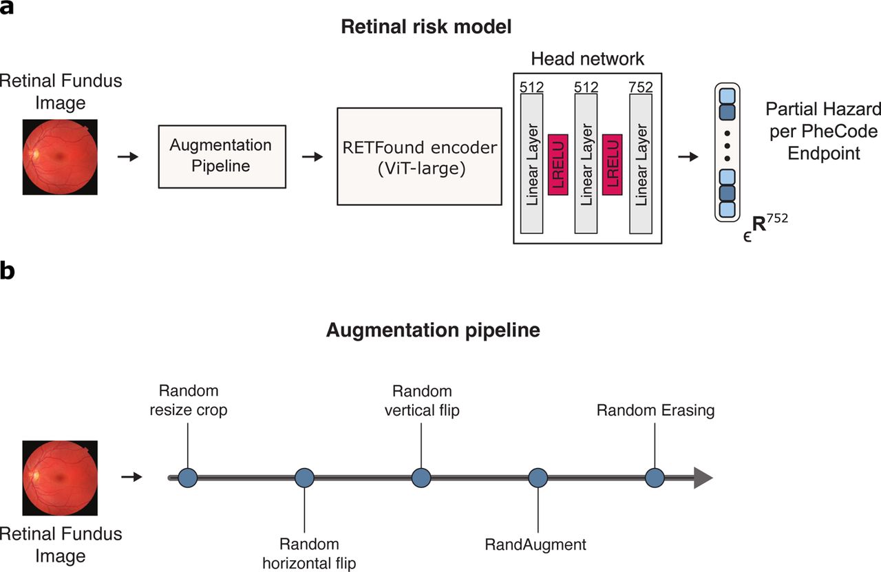 Architecture of the retinal risk model and the augmentation pipeline.a) The retinal risk model is a vision transformer encoder architecture from the RETFound fundus photograph model, with a custom head network predicting log partial hazards for 752 endpoints simultaneously from a 224×224-sized image input. b) For training, retinal fundus images are pushed through the augmentation pipeline sequentially, applying each augmentation with a random probability before being fed to the retinal risk model.