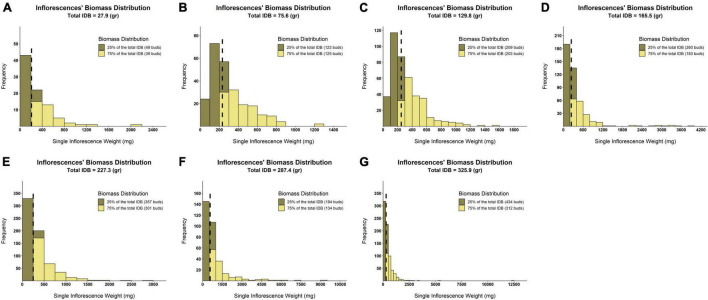 Distribution histograms of within-plant inflorescences’ weight across various levels of IDB. Surfaces colored in khaki represent the quantity of smaller inflorescences that contributes to the accumulation of 25% of plant IDB. Surfaces colored in yellow reflect the quantity of larger inflorescences that contributes to the accumulation of 75% of plant IDB. Black broken lines indicate the inflorescences’ weight median for each of the examined plants. (A) IDB = 27.9 (gr/plant), (B) IDB = 75.6 (gr/plant), (C) IDB = 129.8 (gr/plant), (D) IDB = 165.5 (gr/plant), (E) IDB = 227.3 (gr/plant), (F) IDB = 287.4 (gr/plant), and (G) IDB = 325.9 (gr/plant).