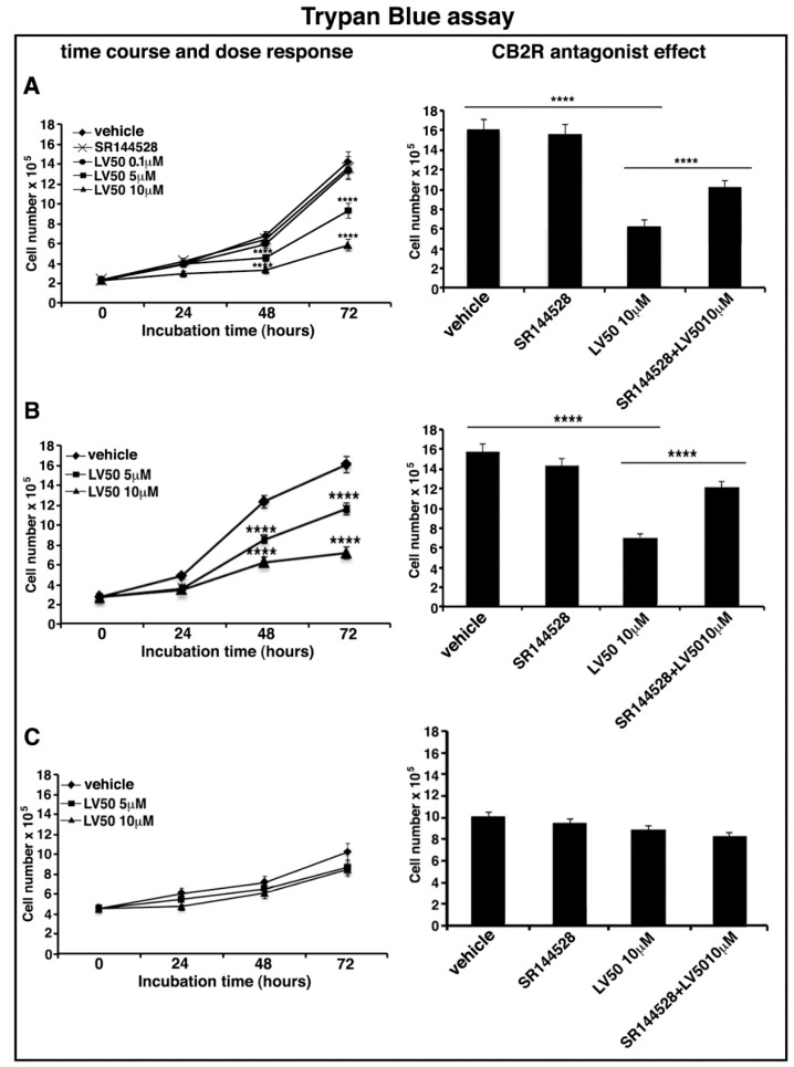 LV50 decreases cell viability and inhibits cell proliferation. Jurkat, CEM, and PBL cells were cultured with different concentrations of LV50 for 24, 48, and 72 h. The number of viable cells was determined by Trypan Blue exclusion test. (A, left panel) Jurkat cells, data are reported as the mean ± SD among ten independent experiments. Statistical analysis indicated: **** p < 0.0001 versus vehicle. (A, right panel) Jurkat cells were pretreated with selective antagonist for CB2R (SR144528, 1 μM), exposed to LV50 for 72 h and then analyzed for cell viability. Statistical analysis indicated: **** p < 0.0001 versus vehicle; **** p < 0.0001 versus pretreated with SR144528. (B, left panel) CEM cells, data are reported as the mean ± SD among ten independent experiments. Statistical analysis indicated: **** p < 0.0001 versus vehicle. (B, right panel) CEM cells were pretreated with selective antagonist for CB2R (SR144528, 1 μM), exposed to LV50 for 72 h and then analyzed for cell viability. Statistical analysis indicated: **** p < 0.0001 versus vehicle; **** p < 0.0001 versus pretreated with SR144528. (C) PBL cells, data are reported as the mean ± SD among ten independent experiments. Statistical analysis indicated: LV50 10 μM versus vehicle NS (not significant). (D, left panel) Cell proliferation was measured by 3-(4,5-dimethylthiazol-2-yl)-2,5-diphenyltetrazolium bromide (MTT) assay in Jurkat cells. The results represent the mean ± SD of five independent experiments performed in triplicate and represent cell viability as a percentage of untreated control cells. Statistical analysis indicated: ** p < 0.01 versus vehicle; *** p < 0.001 versus vehicle. (D, right panel) Jurkat cells were pretreated with selective antagonist for CB2R (SR144528, 1 μM), exposed to LV50 for 72 h and then analyzed for proliferation. Statistical analysis indicated: **** p < 0.0001 versus vehicle; **** p < 0.0001 versus pretreated with SR144528.