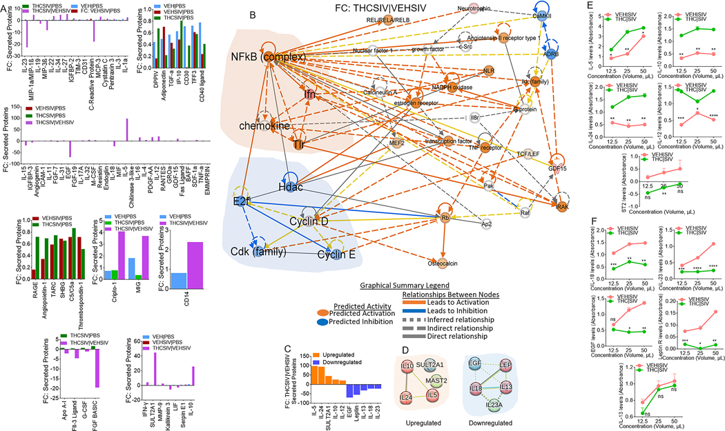 Altered secretion of proteins by HIV latently infected U1 cells treated with basal ganglia derived ECs.A) Multiple plots of the fold change differences amongst all the common proteins are plotted as bar graphs. The y-axis represents Fold Change, and the x-axis represents significantly enriched proteins. B) IPA network diagram representing the regulatory networks with top consistency scores found associations with different molecules. C) Levels of top 10 differentially secreted proteins between THC | SIV ECs/VEH | SIV ECs. The y-axis represents Fold Change, and the x-axis represents differential proteins. D) STRING interactome analysis of upregulated (left) and downregulated (right) proteins. The blue, green, and red nodes represent different clusters. The line thickness indicates the strengths of the interactions. E, F) The preferential secretion of the proteins in panel “C” was validated by ELISA analysis. Five (IL-5, IL-10, IL-24, IL-12, ST2) out of the five upregulated proteins were validated (E). Four (IL-18, EGF, IL-23, Leptin) out of the five downregulated proteins were validated, while there was no difference in the levels of IL-13 in the ELISA assay (F).