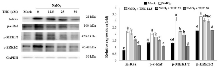 THC suppresses NaIO3-induced activation of the Ras/Raf/MEK/ERK signaling pathway. The ARPE-19 cells were pretreated with different concentrations of THC (0–50 μM) for 1.5 h and then co-treated with NaIO3 for 24 h. The protein levels of Ras, Raf, p-MEK, and p-ERK in ARPE-19 cells were analyzed by Western blotting. Protein expression was calculated from densitometry absorbance values of three separate experiments after they were corrected for GAPDH expression to obtain equal loading. Data are presented as the means ± SD of three independent experiments (n = 3). Different letters (a–e) in the statistical graphs indicate significant differences (p < 0.05) within each group.