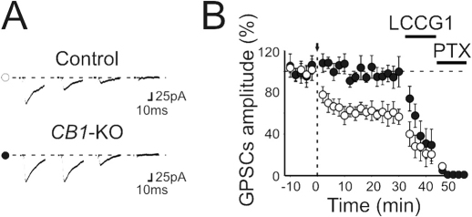 Lack of STD-LTD in CB1-KO mice.(A) MF-GPSCs evoked before, after pairing, after addition of LCCG1 or LCCG1 plus PTX, in WT mice (open circle, Control) or in CB1-KO mice (closed circle). (B) Summary plot of mean MF-GPSCs amplitude (before and after pairing, arrows at time 0) versus time in WT (open circles; n = 9) or in CB1-/- mice (closed circles; n = 10). Data from WT animals are pooled between those exhibiting (n = 9) or not (n = 4) LTD.