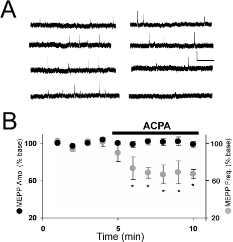 The cannabinoid agonist arachidonylcyclopropylamide (ACPA) does not change the amplitude of miniature end-plate potentials (MEPPs) but decreases their frequency. (A) Sample MEPPs recorded before (left) and after (right) the application of ACPA (10 µm). Calibration bars, 0.1 mV, 0.5 s. (B) Data points represent either the mean amplitude (black) or the mean frequency (grey) of MEPPs recorded during 1-min intervals before and during the application of ACPA (5 µm), indicated by the black bar. All data are expressed as a percent of the mean amplitude or frequency before application of ACPA (i.e. % baseline). Initial MEPP amplitudes and frequencies ranged from 0.5 to 1.5 mV and 0.1–1.0 Hz, respectively. Resting membrane potentials were at least −80 mV. *Mean is significantly different from baseline (P < 0.05; Student's t-test).