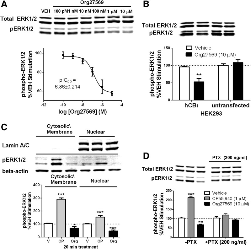 Org27569 (10.0 μM) reduces basal ERK phosphorylation in both cytoplasmic and nuclear compartments via hCB1-Gi protein mechanism following 20-min treatment. (A) Concentration–response curve for Org27569 alone. (B) Org27569 (10.0 μM) reduces basal phospho-ERK in hCB1-transfected but not hCB1-untransfected HEK293 cells. (C) Org27569 (10.0 μM) resulted in significant decreases in cytosolic and nuclear phospho-ERK. (D) Org27569 (10.0 μM) reduced basal ERK phosphorylation, which was prevented by overnight treatment with PTX. HEK293 cells stably transfected with the hCB1 receptor were exposed to Org27569 for 20 min. PTX (200 ng/mL) treatment was done overnight. Protein was separated by SDS-PAGE and western blots for phospho-ERK normalized to total ERK (except in fractions where it was normalized to beta-actin). Separate gels containing the same samples were run for immunoblotting of phospho-ERK/beta-actin and lamin A/C. Data were analyzed by one- or two-way ANOVA with Newman–Keuls and Bonferroni post hoc tests, respectively. Data are the mean ± SEM of at least three independent experiments. *p<0.05, **p<0.01, ***p<0.001. CP, CP55,940; Org, Org27569; PTX, pertussis toxin; V, vehicle.
