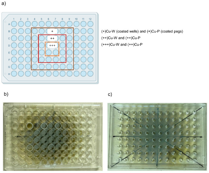 The three areas (a) on the Calgary Biofilm Device coated with copper on wells (b) and pegs (c). The boxes containing the indication (+)Cu, (++)Cu, and (+++)Cu correspond to the wells/pegs in the CBD areas that have coatings with the same concentrations, i.e., low Cu concentration for (+)Cu, medium Cu concentration for (++)Cu, and high Cu concentration for (+++)Cu.