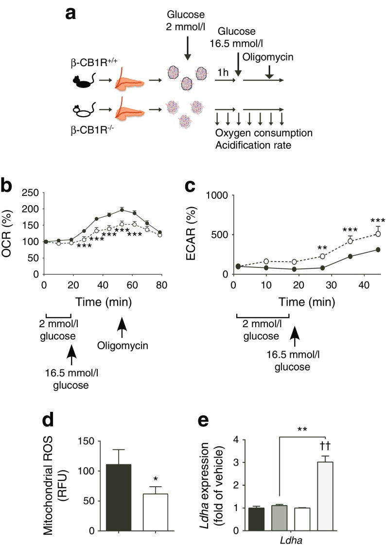 β-CB1R−/− islets have a metabolic shift and produce fewer ROS. (a) Schematic of the experimental design. Pancreatic islets were isolated from β-CB1R+/+ and β-CB1R−/− mice a month after tamoxifen injections. Freshly isolated islets (n = 30) were incubated in 2 mmol/l glucose and (b) the OCR and (c) ECAR were measured using Seahorse Technology when stimulated with 16.5 mmol/l glucose. n = 30 islets, n = 6–8 replicates. Black circles, β-CB1R+/+; white circles, β-CB1R−/−. (d) Mitochondrial production of ROS in freshly isolated islets. RFU, relative fluorescence units. (e) Relative mRNA expression of Ldha in HGP-treated β-CB1R+/+ (black bar, vehicle; dark grey bar, HGP) and β-CB1R−/− (white bar, vehicle; light grey bar, HGP) islets. n = 3 independent experiments with n = 30–50 islets. Data are means ± SEM. Significance by t test, *p ≤ 0.05, **p ≤ 0.01, ***p ≤ 0.001 vs β-CB1R+/+; ††p ≤ 0.01 vs vehicle. See also ESM Fig. 6
