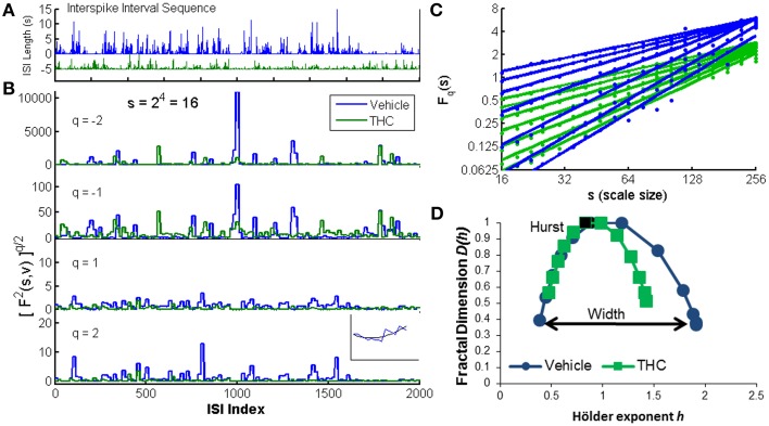 Multifractal detrended fluctuation analysis. An illustration of the MFDFA method was created using one CA1 neuron recorded on two different days: one vehicle condition (blue) and one tetrahydrocannbinol (THC) condition (green). (A) The interspike interval sequence (ISI) of each neuron is shown for the first 2000 ISIs. Five seconds were subtracted from the entire THC ISI sequence for illustration purposes only. (B) The fluctuation function F is shown at scale 16 (s = 16) for four different q-order statistical moments. Negative q-order statistical moments amplify small fluctuations, while positive moments amplify large fluctuations. Inset: F2(v, s) is the root mean-squared residual between the fit yv (black) of one segment s from the walk-like time series Y (blue). (C) The changes in variability across scales are indicated by variable slopes at different qth powers (integer q-values from −3 to 3). The q-order Hurst exponent H(q) is the slope of each regression line. Blue lines are from the vehicle recording and green lines are from the THC recording. Dots indicate individual values from each scale (19 scales ranging from 16 to 256). (D) Multifractal complexity is visualized with the multifractal singularity spectrum. The Hurst exponent is closely related to the h-value at the apex of the singularity spectrum (black data points). The width is obtained by subtracting h-values at each end of the spectrum (independent of D(h) values) indicated by the black arrow. The singularity spectrum for the vehicle condition is wider than the THC condition, indicating THC decreases multifractality.