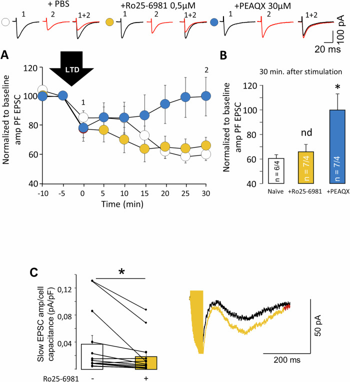 Acute application of Ro25-6981 does not affect long-term synaptic plasticity, but decrease of S-EPSCs.A Diagram of normalized fast PF–EPSC amplitudes before and 30 min after LTD induction from naïve PCs and after bath application of PEAQX or Ro25-6981. B The graph on the right shows normalized mean ± SEM amplitude 30 min after LTD induction (PPEAQX = 0.019; PRo25-6981 = 0.89; two-way ANOVA with Tukey HSD post hoc). n = number of examined cells/animals. Representative traces before (1, black) and 30 min after (2, red) LTD induction are shown above the diagrams. C To assess glutamate spillover and its uptake by BG, we applied bursts of 25 stimuli to PFs. The averaged and individual S-EPSCs amplitudes of the response to the burst before and after Ro25-6981 application. S-EPSC amplitude was normalized to cell capacitance to account for the cell size (left). Representative current traces are shown on the right (P = 0.029; paired Student’s t test). *p < 0.05.