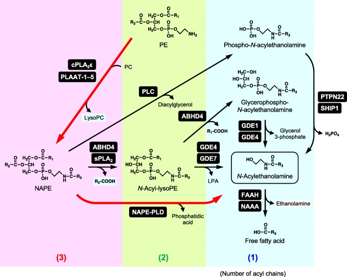 Metabolism of N-acylethanolamines. Red thick arrows represent the canonical pathway. H2O is omitted in the hydrolytic reactions. Numbers of acyl chains per molecule are indicated in parentheses. cPLA2 cytosolic phospholipase A2, PLC phospholipase C, sPLA2 secretory phospholipase A2