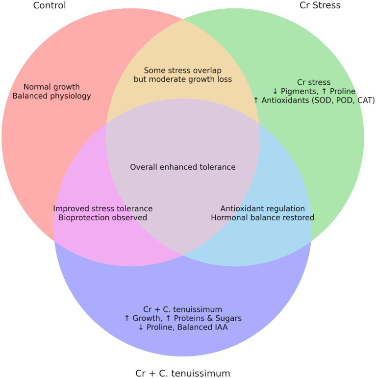 Venn diagram with three overlapping circles labeled Control, Cr Stress, and Cr + C. tenuissimum. The Control section mentions normal growth and balanced physiology. Cr Stress notes decreased pigments, increased proline, and increased antioxidants. Cr + C. tenuissimum highlights increased growth, proteins, sugars, and balanced IAA. Overlapping areas describe enhanced tolerance, stress overlap, antioxidant regulation, and improved stress tolerance with bioprotection.
