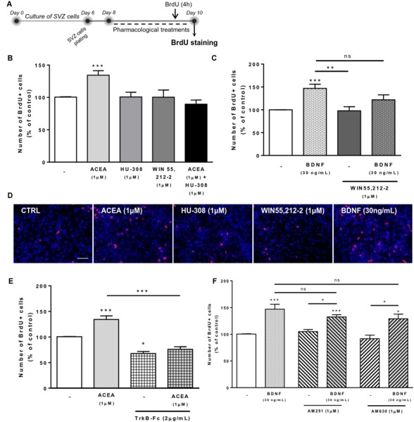 CB1R-induced SVZ proliferation is dependent on endogenous BDNF. SVZ proliferation was increased by CB1R activation and treatment with BDNF. BDNF was required for CB1R-mediated effect to occur. Conversely, BDNF-mediated effect was independent of CB1R or CB2R modulation. (A) Schematic representation of the experimental protocol. Day 0 represents the day of cultures; at Day 6 SVZ neurospheres were plated for 48 h and at Day 8 cells were exposed to pharmacological treatments for further 48 h (Day 10). (B,C,E,F) Bar graphs depict the number of BrdU-positive cells. Values were normalized to the control mean for each experiment and are represented as mean ± SEM. Control was set to 100%. n = 3-19. ∗p < 0.05 and ∗∗∗p < 0.001 using Dunnett’s multiple comparison test. ns, non-significant. (D) Representative fluorescent digital images of cells immunopositive for BrdU (in red) and Hoechst 33342 staining (blue nuclei). Scale bar = 50 μm.