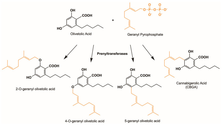 Possible cannabinoid products using OLA (black) and GPP (orange) as substrates.