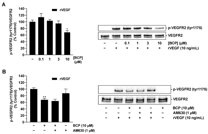 Effect of BCP on VEGF-induced VEGFR2 phosphorylation in HUVECs. HUVECs were preincubated with BCP at selected concentrations (A) or at 10 µM (B) for 6 h, followed by stimulation with recombinant VEGF (10 ng/mL) for 5 min. In the case of the inhibitor experiment shown in (B), AM630 was added to the cells 30 min before BCP. All percentages shown refer to vehicle-treated HUVECs set at 100%. Data are mean ± SEM of n = 3 (A) or n = 4 (B) per group. Western blot images are representative of each experiment. * p ≤ 0.05, ** p ≤ 0.01 versus vehicle-treated HUVECs; one-way ANOVA with Dunnett’s (A) or Bonferroni’s (B) post hoc test.