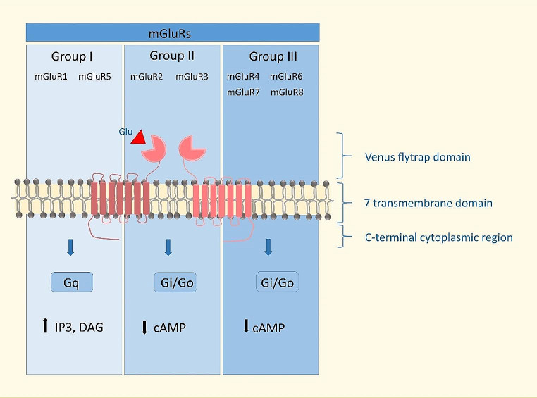 Schematic of mGlu receptor structure, classification, and mechanisms involved in their function