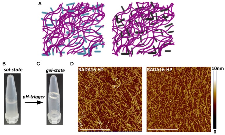 Self-assembly of RADA16-hempseed hydrolysates. (A) Cartoon models of RADA16-HT (left) and RADA16-HP (right) peptide based-hydrogels. RADA16 network of nanofibers is shown in purple, while HT and HP are in cyan and dark gray, respectively. (B) Photographs of freshly prepared RADA16–hempseed solution and (C) after hydrogelation (in 0.09% saline). (D) AFM morphological analysis of RADA16-HT and RADA16-HP hydrogels. Images show a network of nanofibrils with ~24 nm diameter and up to 2 nm length (Scale bar, 1 μm).