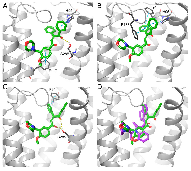 Best identified compound—AS-7 (green) docked to CB2 models based on PDB IDs 5ZTY (A), 6KPC (B) and 6PT0 MD-derived structure (C). Yellow dashed line, H-bond; teal dashed line, π–π interaction. (D) CB2–WIN 55,212-2 (magenta) complex from the largest 6PT0 MD cluster with AS-7 (green) docked to this model. The superposition shows, that despite the different chemotypes, the binding modes of both ligands exhibit similarities, mainly in the placement of the morpholine moieties and carbonyl oxygen atoms and to a lesser extent in the location of two AS-7 benzene rings in similar positions to WIN 55,212-2 central tricyclic moiety and naphthyl group.