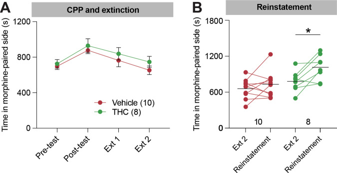 Mice treated with THC during adolescence show an elevation in drug-induced reinstatement of morphine-seeking behaviors later in life.A Time spent in the morphine-paired chamber during CPP pre-test, post-test, extinction, and reinstatement. Mice treated with THC or vehicle during adolescence showed a similar trajectory of CPP and extinction. B Quantification of the time spent in the morphine-paired chamber in the reinstatement task relative to the final extinction day. Vehicle/morphine-treated mice 660 s vs 732 s, p = 0.33, n = 10; THC/morphine-treated mice 781 s vs. 1015 s, p = 0.015, n = 8.