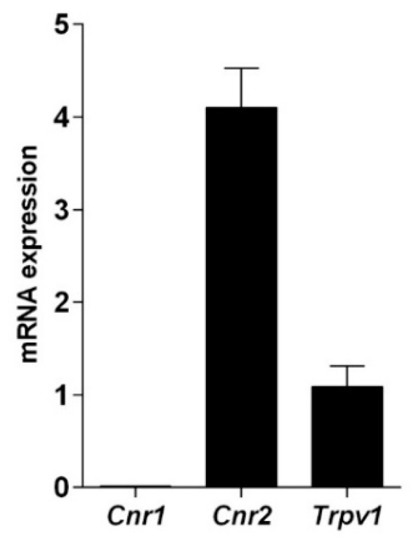 Quantitative RT-PCR analysis of the mRNA levels of cannabinoid and vanilloid receptors. The mRNA levels are expressed as fold over Trpv1 set to 1. Gene expression data are reported as 2−ΔΔCt values calculated by Delta-Delta Ct method versus Trpv1 posed equal to 1.