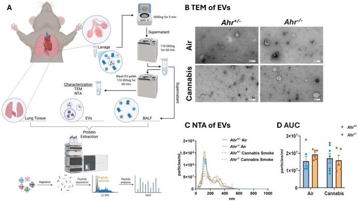 Characterization of pulmonary compartments for proteomic analysis. (A) Schematic representation of the experimental workflow used to define and isolate lung tissue, EVs, and BALF for proteomic analysis. (B–D) Characterization of EVs including (B) TEM images of EVs from Ahr +/− and Ahr −/− mice following exposure to air or cannabis smoke. Scale bar represents 200 nm. (C) NTA of EVs, showing particle size distribution across 0–1000 nm. (D) Area under the curve (AUC) analysis of total EV concentration in BALF. Data represent mean ± SEM, with individual points indicating biological replicates.