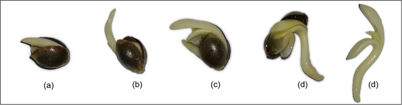 Various germination development stages of cannabis seedlings in 1% hydrogen peroxide solution.(a) 24 hours, cannabis embryo absorbs water until radicle breaks through the seed coat. (b) 36 hours, radicle further development and appearance of hypocotyl. (c) 48 hours, cotyledons emerge. (d) 60 hours, seedling almost leave the seed coat. (e) 72 hours, two fully opened cotyledons and two early true leaves are visible.