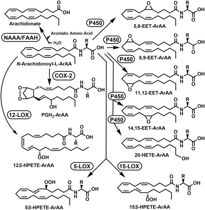 Putative Acyl Group Oxidation and Hydrolytic Degradation of the N-Arachidonoyl Aromatic Amino Acids (ArAAs). The possible metabolites are 5,6-EET-ArAA, N-5,6-epoxyeicosatrienoyl-ArAA; 8,9-EET-ArAA, N-8,9-epoxyeicosatrienoyl-ArAA; 11,12-EET-ArAA, N-11,12-epoxyeicosatrienoyl-ArAA; 14,15-EET-ArAA, N-14,15-epoxyeicosatrienoyl-ArAA; 20-HETE-ArAA, N-20-hydroxyeicosatetraenoyl-ArAA; 5S-HPETE-ArAA, N-(5S-hydroperoxy)-eicosatetraenoyl-ArAA; 12S-HPETE-ArAA, N-(12S-hydroperoxy)-eicosatetraenoyl-ArAA; 15S-HPETE-ArAA, N-(15S-hydroperoxy)-eicosatetraenoyl-ArAA; and PGH2-EA, prostaglandin E2-ArAA. The enzymes would be COX-2, cyclooxygenase-2; FAAH, fatty acid amide hydrolase; 5-LOX, 5-lipoxygenase; 12-LOX, 12-lipoxygenase, 15-LOX, 15-lipoxygenase, NAAA, N-acylethanolamine hydrolyzing acid amidase; and P450, cytochrome P450. The R-group represents the side-groups for the aromatic amino acids shown in Figure 1. This figure is adapted from the modifications of anandamide described in Rouzer and Marnett (2011) and Biringer (2021).