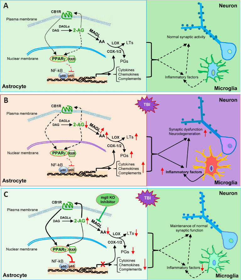 Cartoon illustrating signaling pathways that mediate astrocytic MAGL inactivation-produced neuroprotection in TBI.(A) Under normal conditions, synthesis and metabolism of 2-AG in astrocytes are in homeostasis. (B) TBI triggers inflammatory responses to produce and release inflammatory factors, including cytokines, Chemokines, complements, PGs, and LTs, from astrocytes and microglial cells. TBI-induced increase of MAGL, a key enzyme degrading the endocannabinoid 2-AG, in astrocytes promotes the production of neuroinflammatory factors, which further stimulates the release of inflammatory factors from astrocytes and microglial cells, resulting in decreases in synapses, increases in neurodegeneration, and impairments in cognitive function. (C) Pharmacological or genetic inactivation of MAGL in astrocytes augments 2-AG Levels and reduces its immediate metabolite AA, leading to reduction of PGs and LTs. Enhanced 2-AG acts on CB1R, which in turn activates PPARγ. PPARγ and RXR complex interacts with NF-κB p50/p65, limiting its transcription and expression of genes involved in inflammatory responses. Reduced inflammatory factors, including cytokines, chemokines, complements, PGs, and LTs, released from astrocytes and microglia alleviate TBI-induced proinflammatory harmful insults to neurons and prevent microglial reactivity, thereby preventing synaptic and cognitive decline. 2-AG: 2-Arachidonoylglycerol; AA: arachidonic acid; CB1R: cannabinoid receptor type 1; COX-1/2: cyclooxygenase-1/2; DAG: diacylglycerol; DAGLα: diacylglycerol lipase α; LOX: lipoxygenase; LTs: leukotrienes; MAGL: monoacylglycerol lipase; NF-κB: nuclear factor kappa B; PGs: prostaglandins; PPARγ: peroxisome proliferator-activated receptor γ; RXR: retinoic x receptor; TBI: traumatic brain injury.