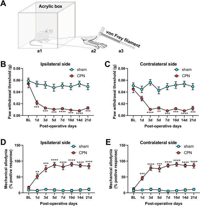 Bilateral mechanical allodynia and hyperalgesia in CPN mice. A Schematic of equipment for pain behavior testing, (a1) one mouse is placed in the square acrylic box (side length: 20 cm); (a2) the innervation area of the CPN (black lines); (a3) a von Frey filament is used for PWT testing. Bilateral mechanical hyperalgesia based on PWTs is measured on both sides. B, C There is a significant difference between the sham and CPN groups in the bilateral PWTs from day 1 to the end of the experiment. D, E Mechanical allodynia based on positive responses to innocuous stimuli (0.008 g von Frey filament) is used to evaluate the neuropathic pain of mice after CPN ligation. Compared to the sham group, the positive percentage of bilateral paw responses increase markedly after CPN ligation. Compared to the baseline values, **P <0.01, ***P <0.001, ****P <0.0001, two-way repeated-measures ANOVA followed by the Bonferroni post hoc test; sham group, 11 mice; CPN ligated group, 10 mice.
