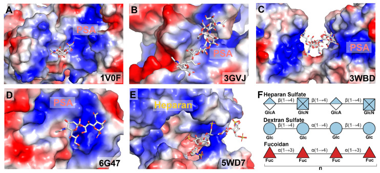 Electrostatic surface representations of PSA-binding proteins. (A–E) Negatively charged polysialic acid (PSA) and its analogs bind to positively charged binding pockets, including the polysialic acid-degrading endosialidase from Escherichia phage K1F (panel (A); PDB ID: 1V0F) [74], endo-N-acetylneuraminidase from Escherichia phage K1F (panel (B); PDB ID: 3GVJ) [73], an anti-polysialic acid antibody single-chain Fv fragment from Mus musculus (panel (C); PDB ID: 3WBD) [76], the short fiber knob from human adenovirus 52 (panel (D); PDB ID: 6G47) [75], and a bacterial polysialyltransferase from Mannheimia haemolytica (panel (E); PDB ID: 5WD7) [77]. Electropositive regions are shown in blue, and electronegative regions are shown in red. The corresponding PDB ID is indicated in each panel. (F) Schematic representation of representative backbone structures of other polyanionic glycans. Glc, glucose; GlcN, glucosamine; GlcA, glucuronic acid; Fuc, fucose.