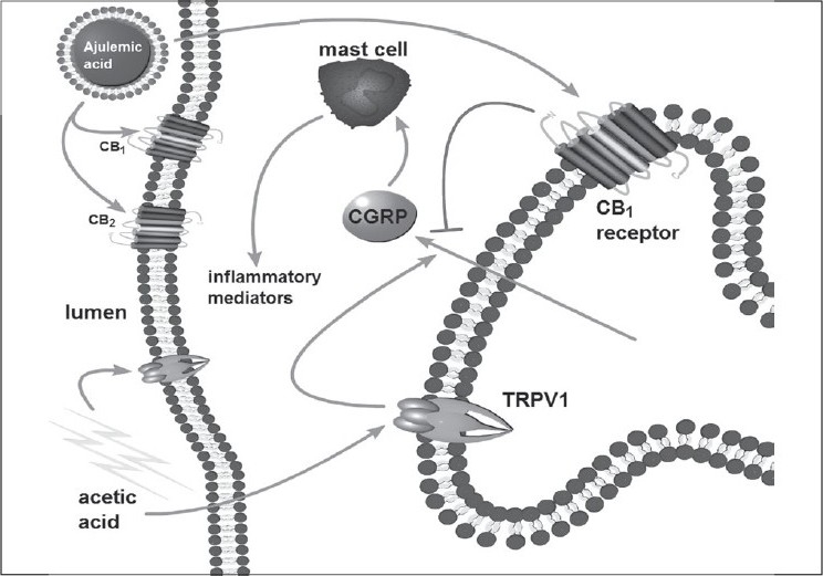 Proposed mechanism of locally administered cannabinoid agonist in irritated bladder. Bladder irritated by acetic acid, in the animal model, activates TRPV1 on urothelium and adjoining nerves to release CGRP. Irritation evoked release of CGRP is blocked by mixed CB1/CB2 agonist ajulemic acid entrapped into liposome that activates CB1 and CB2 receptors on bladder surface and nerves
