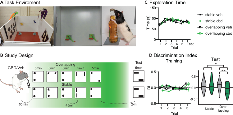 Behavior(A) Shown is the object exploration box (side view, top view and with animal).(B) Study Design. Rats received orally either vehicle or CBD (cross-over) and 60 min later were trained in the OS task with either Overlapping (one stable, one moving object location) or Stable (two stable object locations) condition (5-min trials, inter-trial interval 45 min) and tested 24 h later. Green shading in background indicates expected CBD concentration, since previous studies have shown CBD to reach maximum levels in the brain around 4–6 h after oral administration.44,45(C) The exploration time remained stable for both conditions and treatment.(D) There was no difference in discrimination index (DI) during training for treatment, but as expected in the fifth trial both showed positive DIs in overlapping. At test, there was a significant condition × treatment interaction (p = 0.031, t-test overlapping Veh and CBD t72 = 2.74 p = 0.0078). ∗p < 0.05 n = 37.