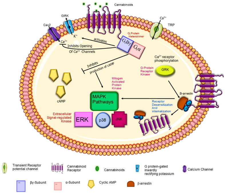 The signal transduction pathways associated with the G(i) signaling complex. The G(i) protein comprises three components, namely alpha, beta and gamma subunits. Therefore, they are called the Gi protein heterotrimer. Giα inhibits the production of Camp Giβγ activates K+ channels and inhibits the opening of Ca2+ channels. The downstream effects involve the Mitogen-activated protein kinases pathways; ERK, p38 and JNK. β-arrestin attachment to the G(i) complex initiates receptor desensitization and internalization. Adapted with text and annotation from reference [134] licensed under a Creative Commons Attribution 4.0 (CC BY) license.