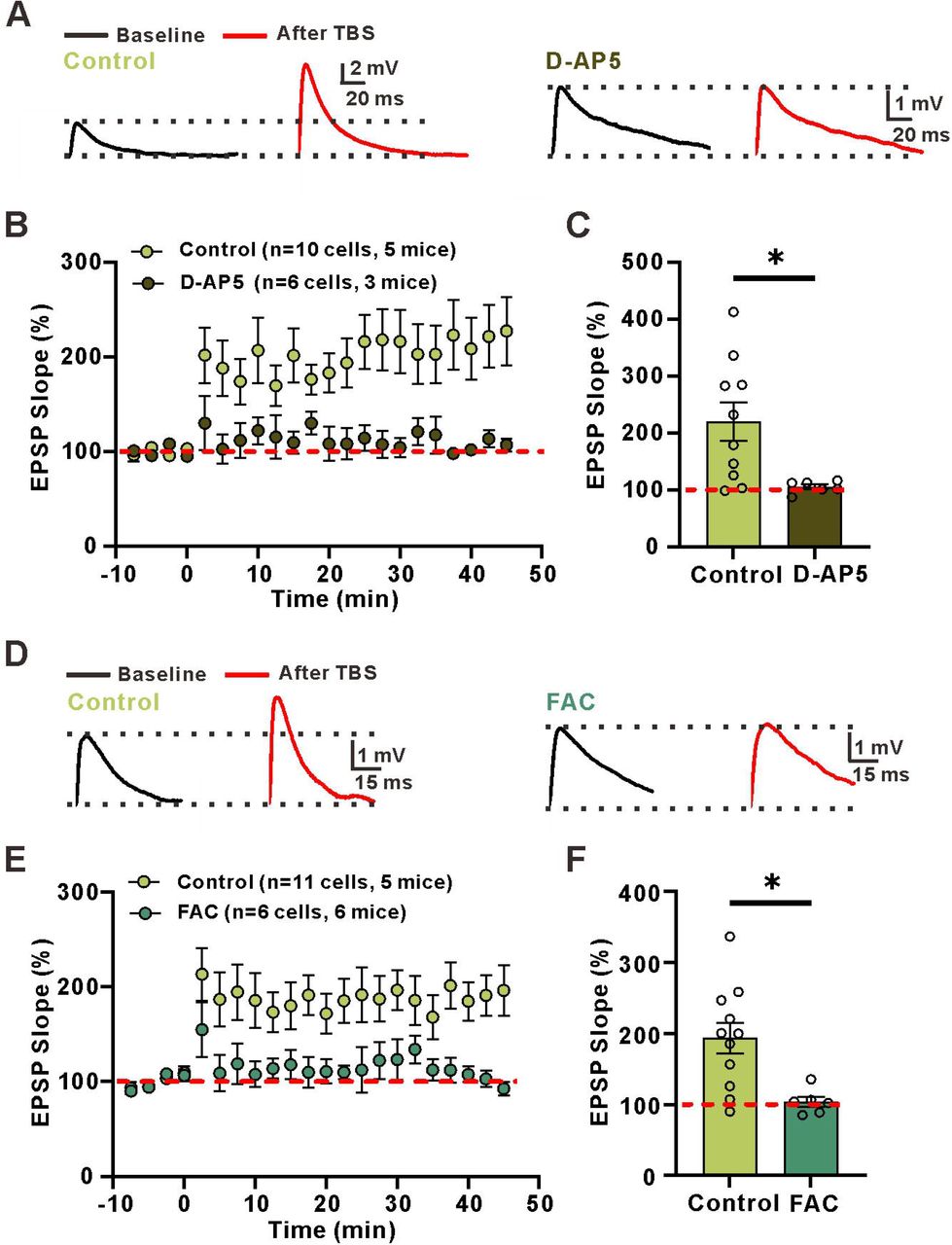LTPE→I in the stratum oriens is not dependent on astrocytic metabolism or the activation of NMDA receptors.(A) Left: superimposed representative averaged EPSPs recorded 10 min before (dark traces) and 35-45 min after (red traces) LTP induction; Right: superimposed representative averaged EPSPs recorded 10 min before (dark traces) and 35-45 min after (red traces) LTP induction when astrocytic metabolism was disrupted.(B) Normalized slope before and after the TBS stimulation protocol in control conditions and in the presence of the astrocytic metabolism inhibitor FAC.(C) The summary data measured 35-45 min after LTP induction (Control: 233±52.74, n=5 slices from 3 mice, FAC: 233.5±33.06, n=6 slices from 6 mice; D-AP5:220.9±38.94, n=8 slices from 4 mice; p=0.96, F(2, 16)=0.03277, ANOVA with Dunnett’s comparison).