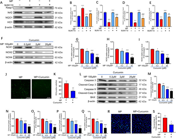 Monoacylglycerol lipase (MAGL) inhibition activates Keap1/Nrf2 signaling pathway and Nrf2 activation attenuates GC‐induced oxidative stress and apoptosis in bone marrow mesenchymal stem cells (BMSCs). (A–E) The protein expression levels of Keap1, Nrf2, NQO1, and HO1. BMSCs were pretreated with MAGL inhibitors MJN110 (1 μΜ) for 24 h; Methylprednisolone (MP; 100μΜ) was then added for 24 h. (F–I) The protein expression levels of NADPH oxidative isozymes. We preincubated BMSCs with various concentrations of curcumin for 24 h; MP (100 μΜ) was then added for 24 h. (J) ROS staining of BMSCs (MP group versus MP + curcumin group); In MP + curcumin group, we preincubated BMSCs with curcumin (20 μΜ) for 24 h, MP was then added for 24 h. (K) Average number of reactive oxygen species (ROS) positive cells per field in both groups. (L–Q) The protein expression levels of the apoptosis‐related proteins. We preincubated BMSCs with various concentrations of curcumin for 24 h, MP was then added for 48 h. (R) TUNEL staining was performed to test apoptotic rate (MP group versus MP+MJN110 group). In MP + curcumin group, we preincubated BMSCs with curcumin (20 μΜ) for 24 h, MP (100 μΜ) was then added for 24 h. (S) Quantitative analysis of the positively TUNEL‐stained BMSCs ratio in (R) (n = 3, mean ± SD; *p < 0.05; **p < 0.01; ***p < 0.005 versus control group; #p < 0.05; ##p < 0.01; ###p < 0.005 versus MP group). These studies were performed at least three biological replicates