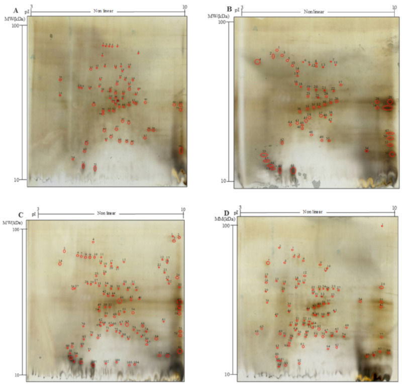 Two-dimensional gel electrophoresis (2-DE) analysis of the water/salt soluble proteins of raw and bioprocessed hemp. Panel (A), untreated hemp dough (H); (B), hemp dough treated with xylanase Depol 761P (1% wt/wt of fiber) (HX); (C), hemp dough treated with protease VeronPS (2.5% wt/wt of protein) (HP); (D), hemp dough fermented by Lactiplantibacillus plantarum 18S9 and Leuconostoc mesenteroides 12MM1 (ratio 1:1, final cell density of circa 7 log10 cfu/g) (HF). All treated samples were incubated at 30 °C for 24 h.