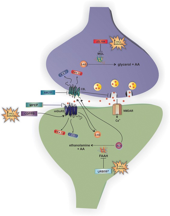mGluR5 and CB1 cooperatively activate cell signaling pathways to promote neuroprotection. Glutamate release causes activation of N-methyl-D-aspartate receptor (NMDAR), which increases intracellular Ca2+, and metabotropic glutamate receptor 5 (mGluR5), which activates various cell signaling pathways. mGluR5 is present at the postsynaptic site and can be stimulated by CDPPB, leading to the activation of different neuroprotective effectors, such as the extracellular-signal-regulated kinase 1/2 (ERK1/2) and AKT. Moreover, mGluR5 is part of a signalosome that contains the two key enzymes for 2-arachidonoylglycerol (2-AG) synthesis and, thus, mGluR5 activation can increase 2-AG levels. However, both MPEP, an mGluR5 blocker, and AM251, a CB1 antagonist, can block mGluR5-mediated activation of ERK1/2 and AKT and, thus, neuroprotection. The cannabinoid receptor 1 (CB1), which is present at the presynaptic site, is stimulated by 2-AG and anandamide (AEA), leading to activation of extracellular-signal-regulated kinase (ERK1/2) and AKT. CB1 activation can also inhibit presynaptic glutamate release and, therefore, blunt mGluR5 activation by glutamate. JZL184 and URB597, which are monoacylglycerol lipase (MGL) and fatty acid amide hydrolase (FAAH) inhibitors, respectively, increase the levels of anandamide and 2-AG, leading to activation of ERK1/2 and AKT and promoting neuroprotection. However, this effect can be blocked by both MPEP and AM251. Therefore, mGluR5 and CB1 are part of the same cell signaling pathway, working cooperatively to trigger activation of ERK1/2 and AKT and promote neuroprotection. AA arachidonic acid
