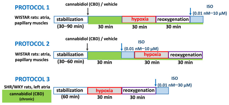 Experimental protocols used in the current studies. In acute experiments on cardiac tissues collected from Wistar rats, after 30-min incubation with 1 µM cannabidiol (CBD) or its vehicle, in accordance with Protocol 1, tissues were exposed to 30 min hypoxia and 30 min reoxygenation with followed increasing concentrations of the nonselective β-adrenoceptor agonist isoprenaline (ISO) administration (0.01 nM–10 µM). In Protocol 2, after incubation with CBD/vehicle tissues were exposed to ISO (0.01 nM–10 µM) and then to H/R. In chronic experiments, left atria isolated from spontaneously hypertensive rats (SHR) and their normotensive control (WKY) rat 24 h after 2-week treatment with CBD 10 mg/kg/day or its vehicle were subjected to H/R with following ISO administration (0.01 nM–30 µM, Protocol 3).